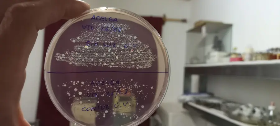 Photograph of chard culture plates with and without ultraviolet UV-C light treatment